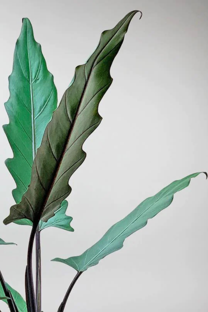 Alocasia Lauterbachiana