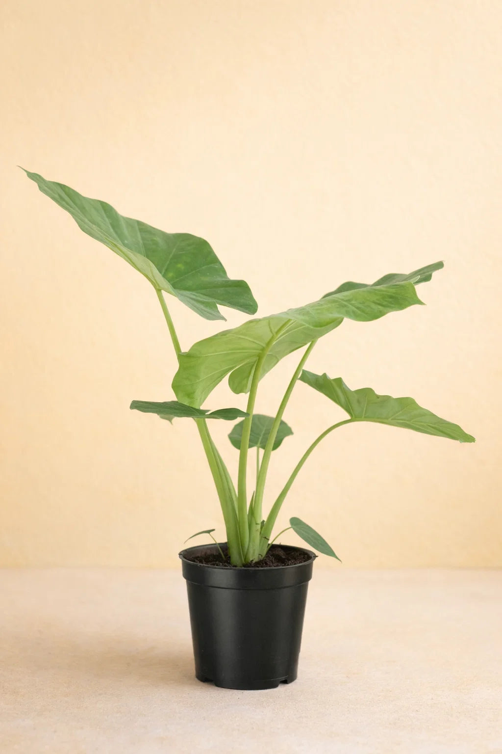Alocasia Macrorrhiza
