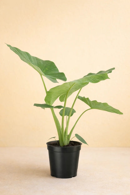 Alocasia Macrorrhiza