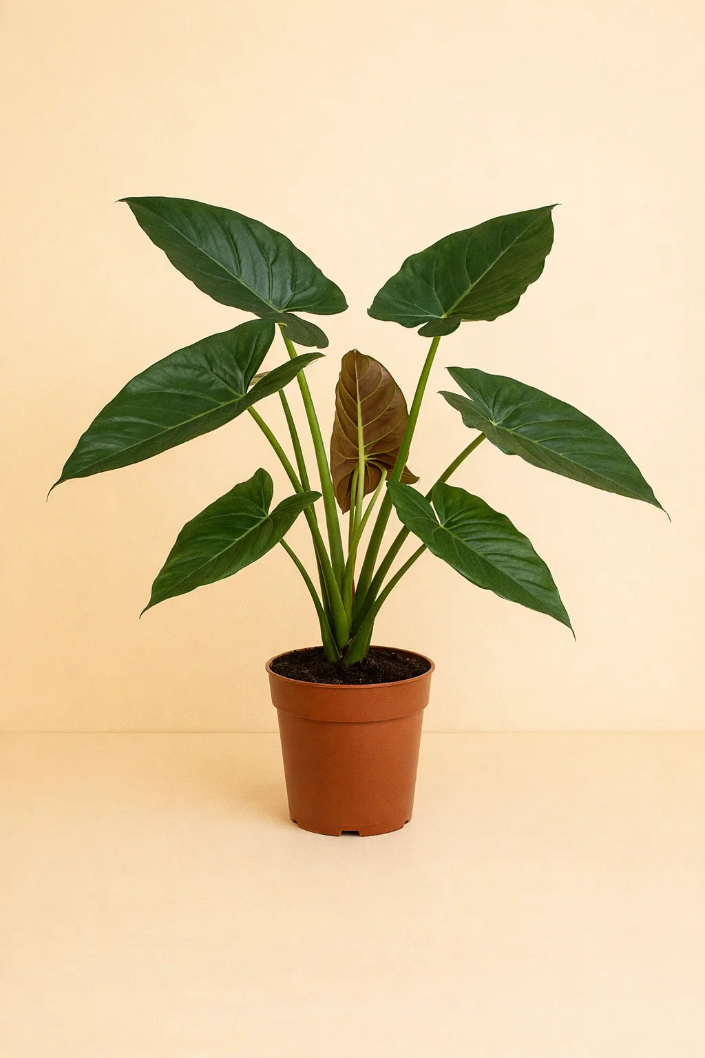 Alocasia Wentii