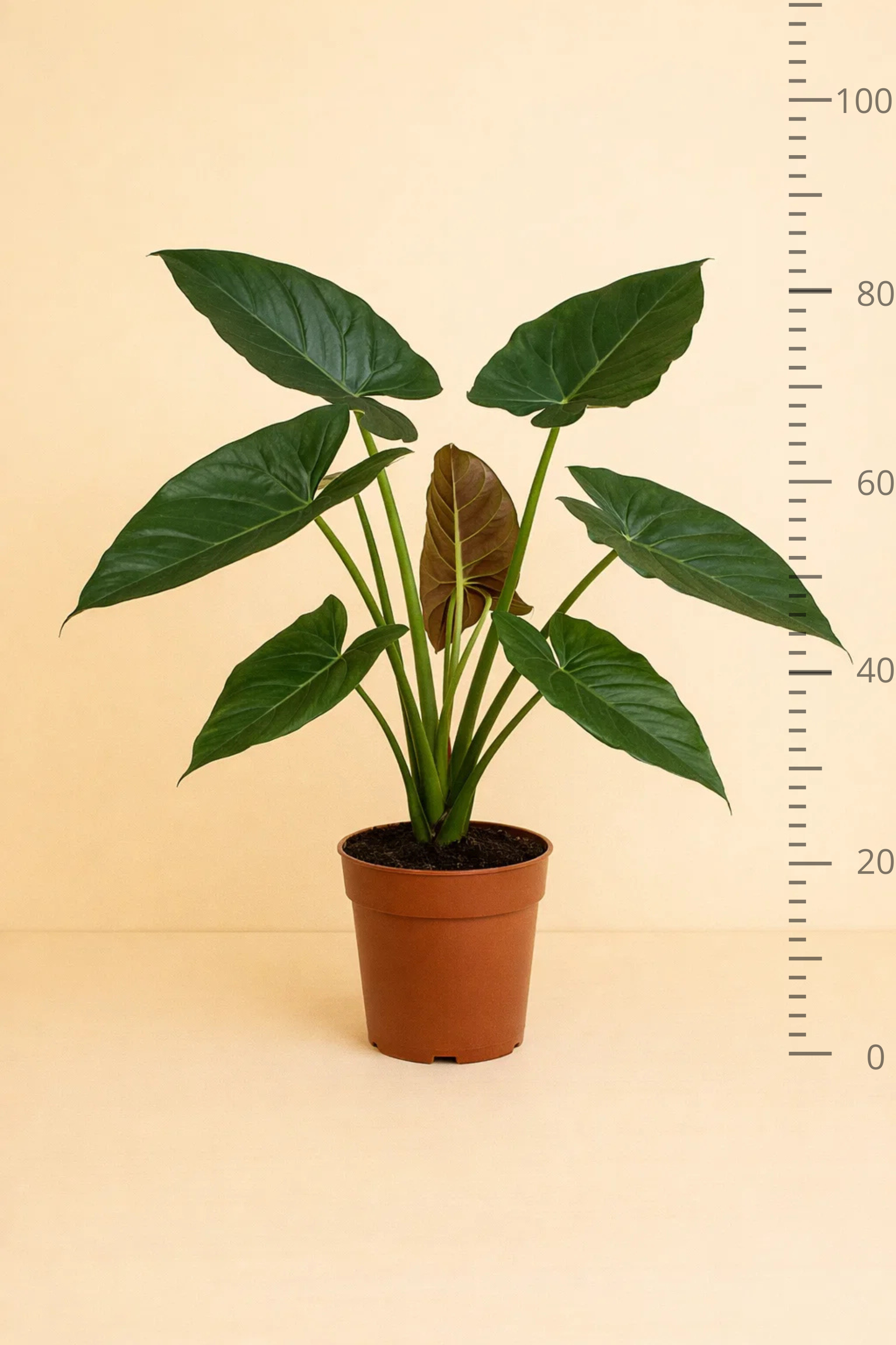 Alocasia Wentii