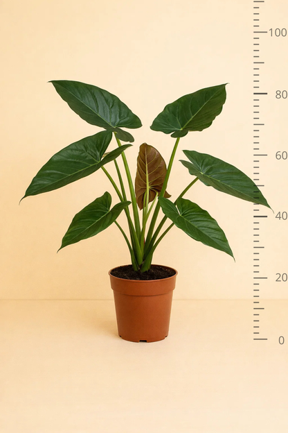 Alocasia Wentii