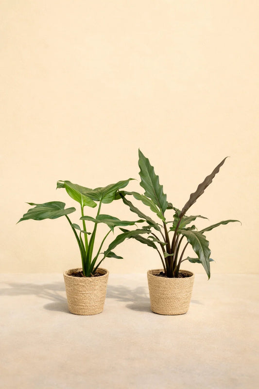 Alocasia Cucullata + Alocasia Lauterbachiana + Mand Selin