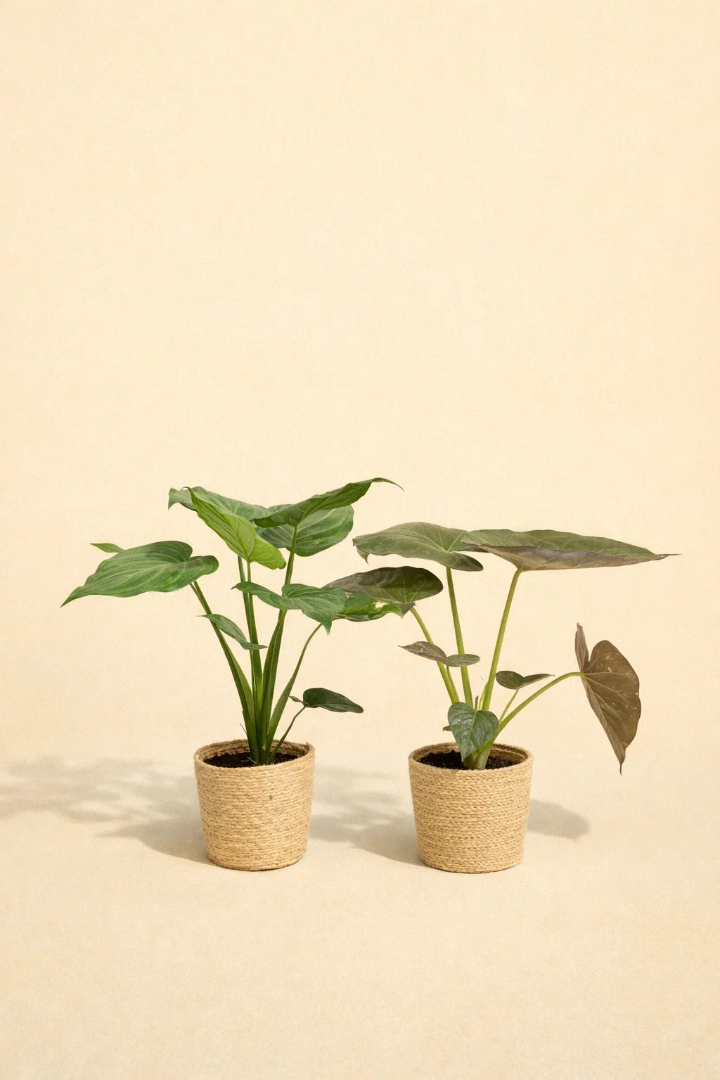 Alocasia Cucullata & Alocasia Wentii + Mand Selin