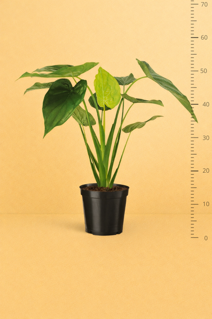 Alocasia Cucullata