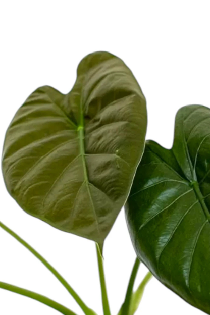 Alocasia Wentii