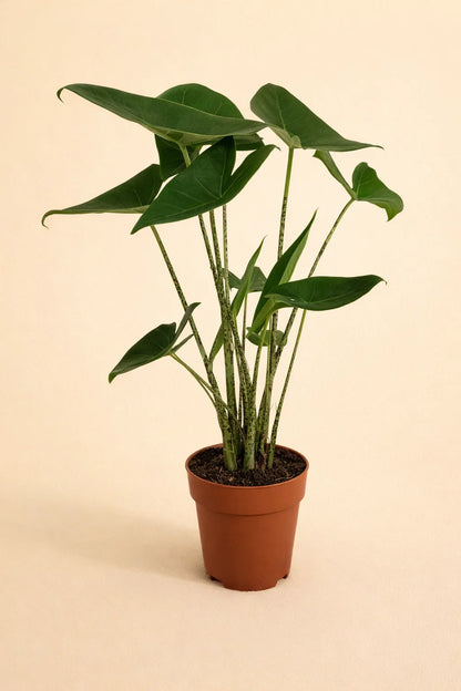 Alocasia Zebrina