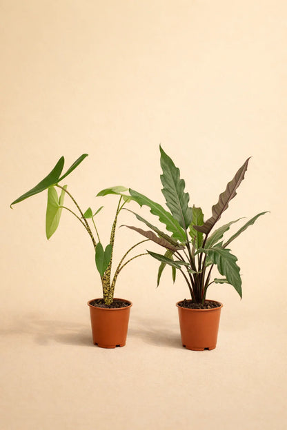Alocasia Zebrina + Alocasia Lauterbachiana