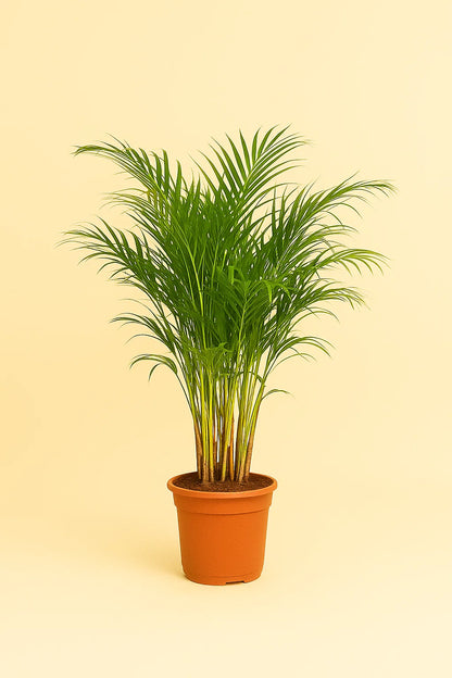 areca palm bruine punten areca-palm-o21cm-↕130cm