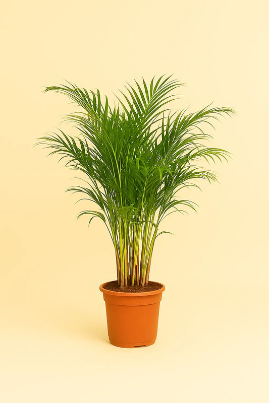 Dypsis Lutescens