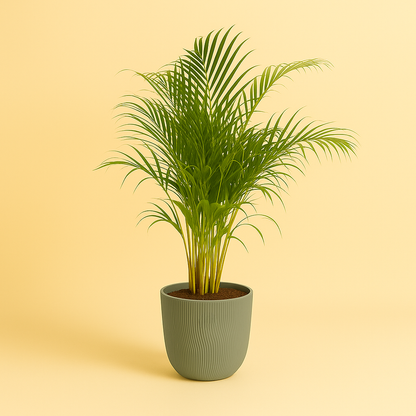 Dypsis Lutescens