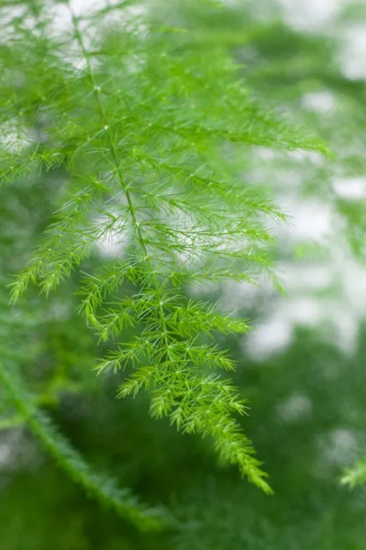 Asparagus Setaceus  + Pot