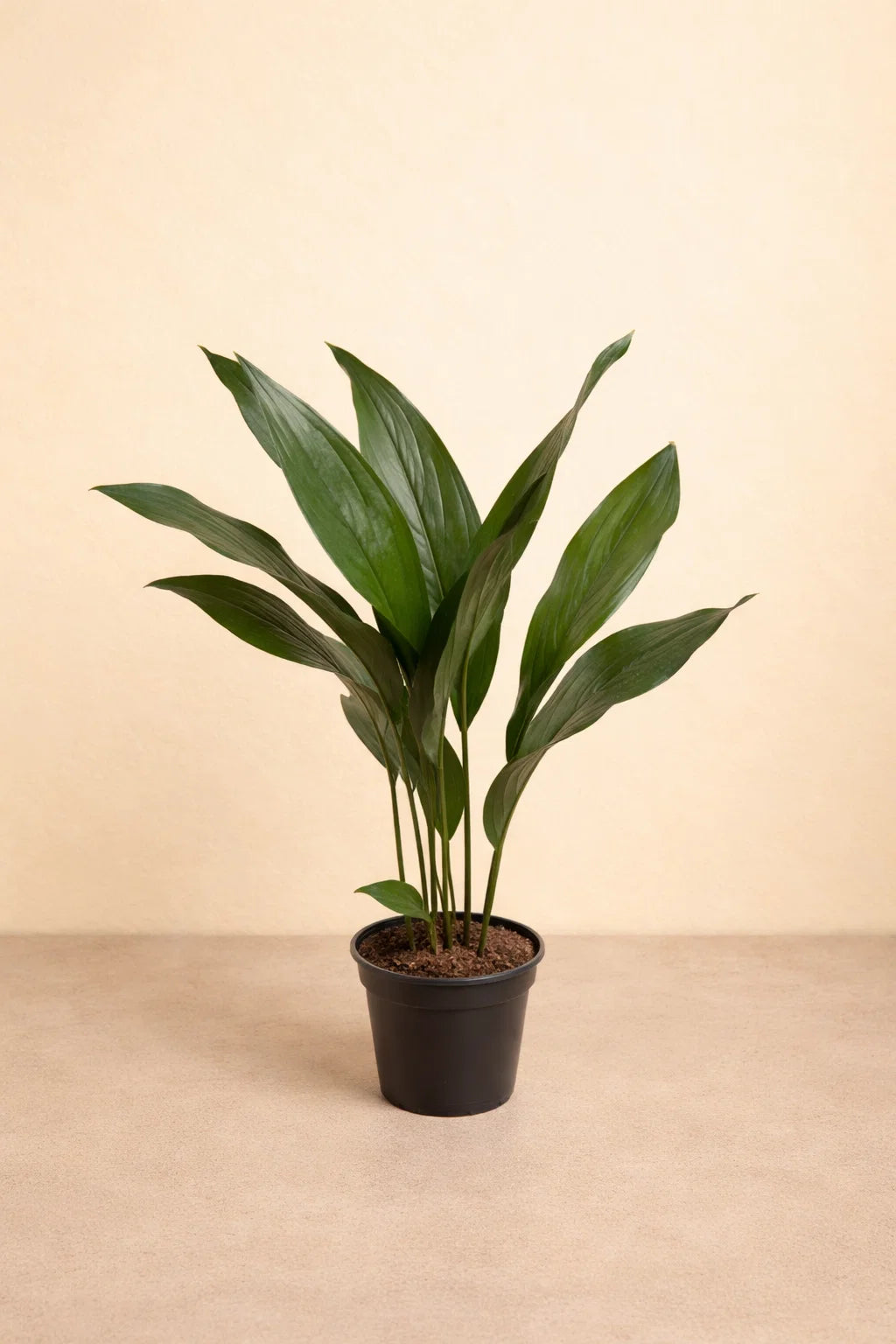 Aspidistra Elatior