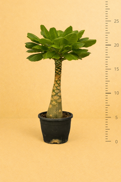 Birghamia Insignis