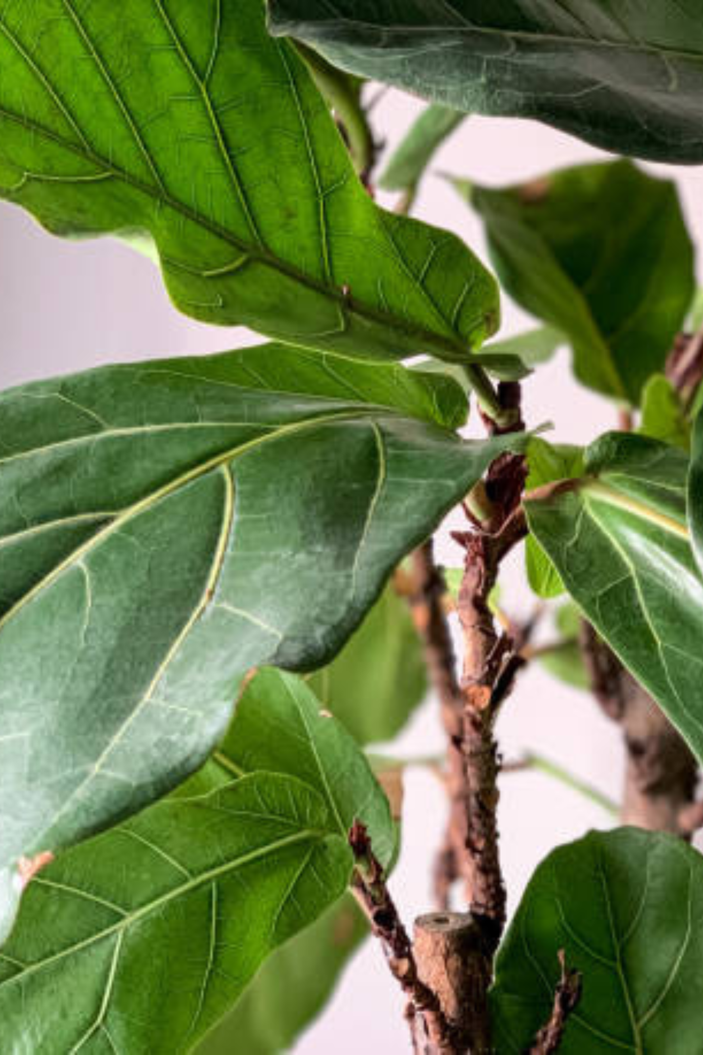Ficus Lyrata + pot