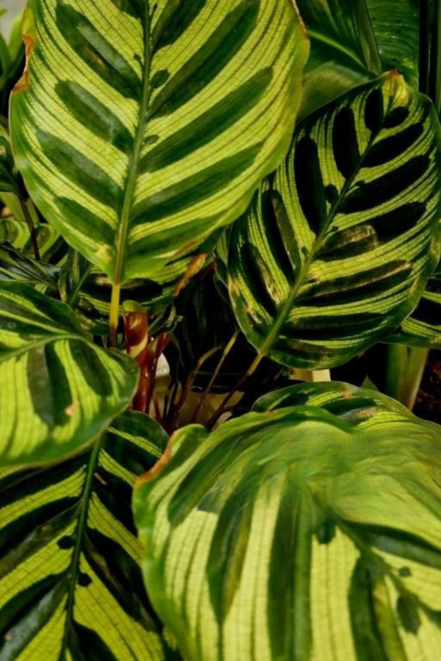 Calathea Makoyana