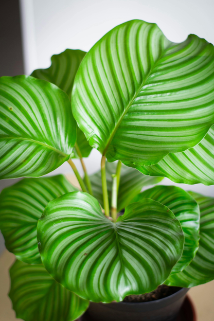 Calathea Orbifolia