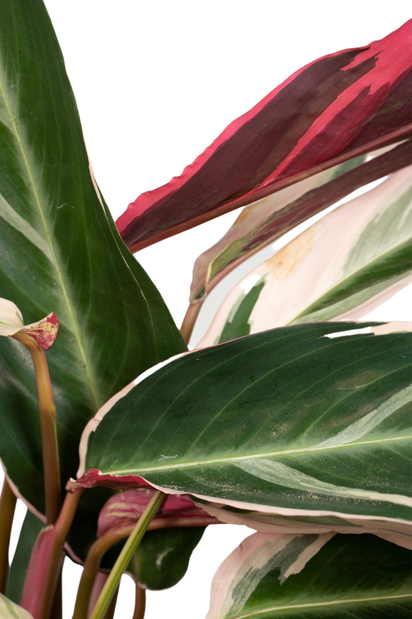 Calathea Triostar