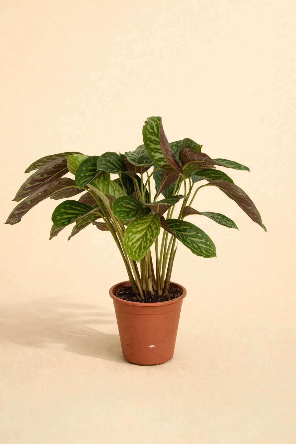Calathea Flamestar
