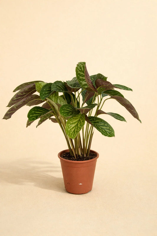 Calathea Flamestar