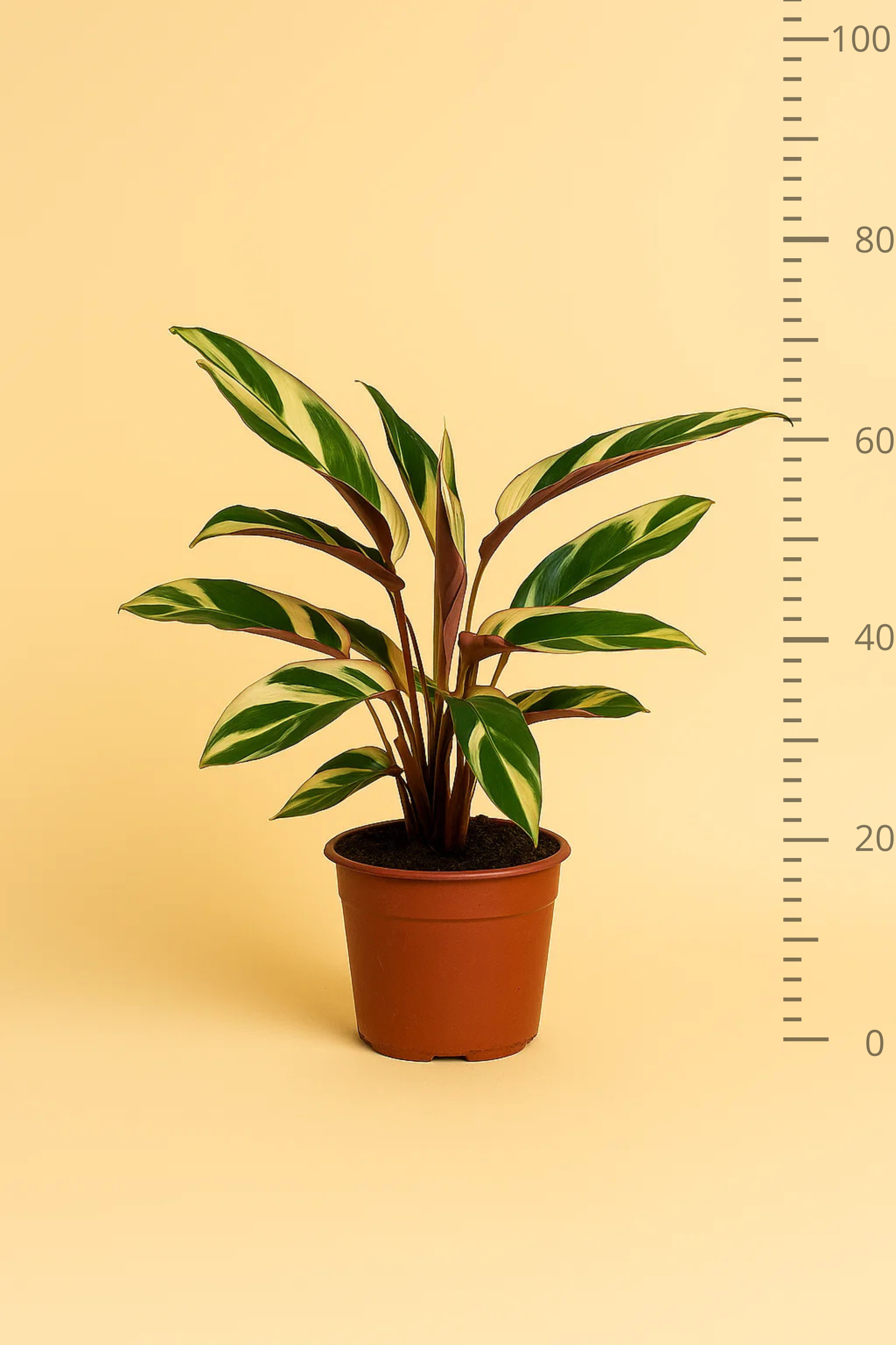 Calathea Triostar