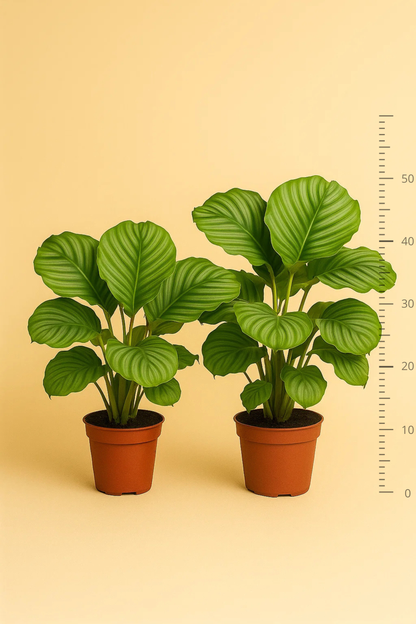 Calathea Orbifolia