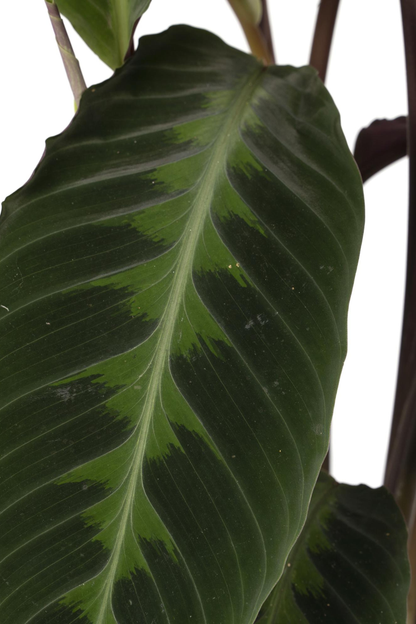 Calathea Warscewiczii