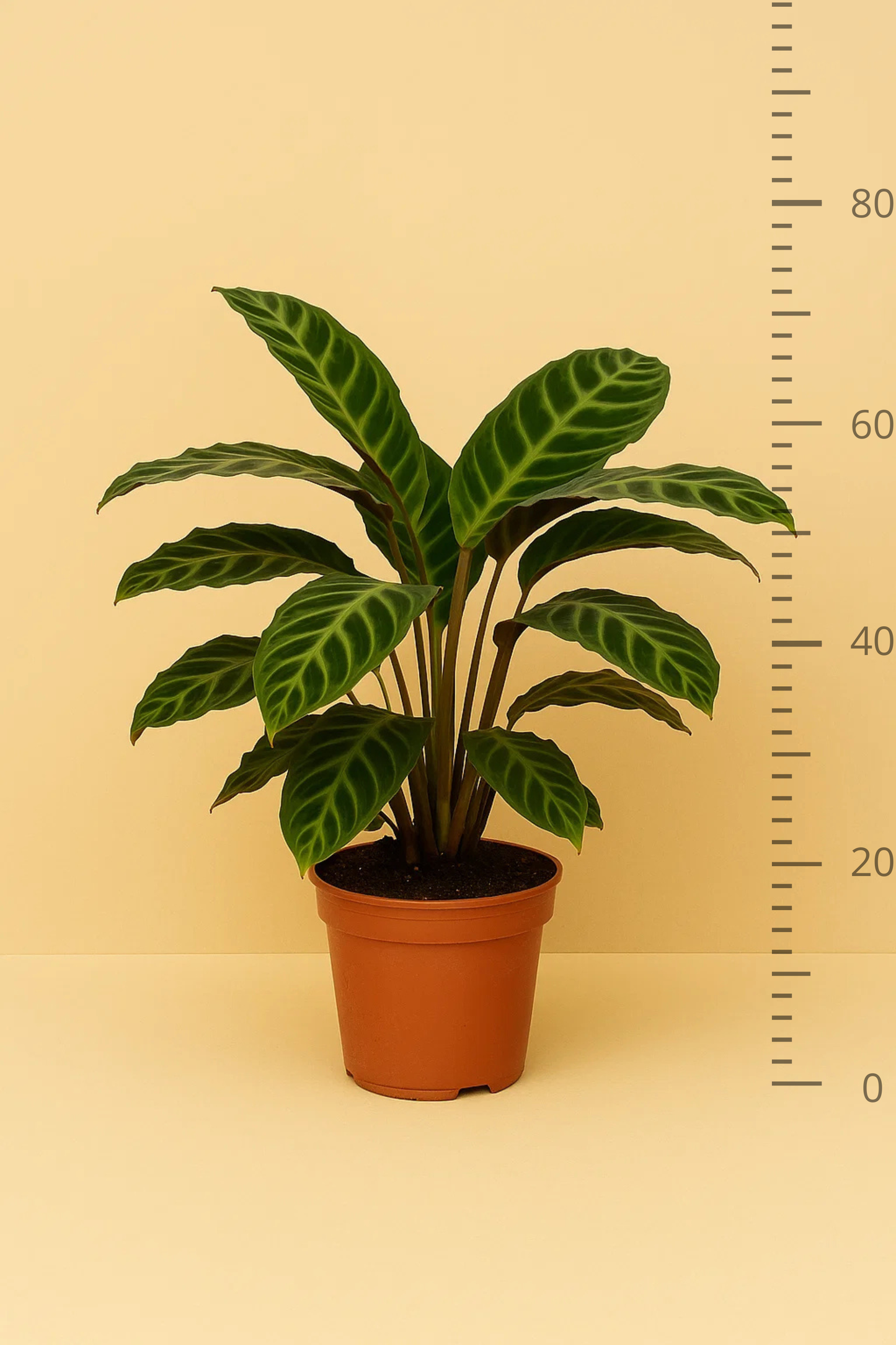 Calathea Warscewiczii