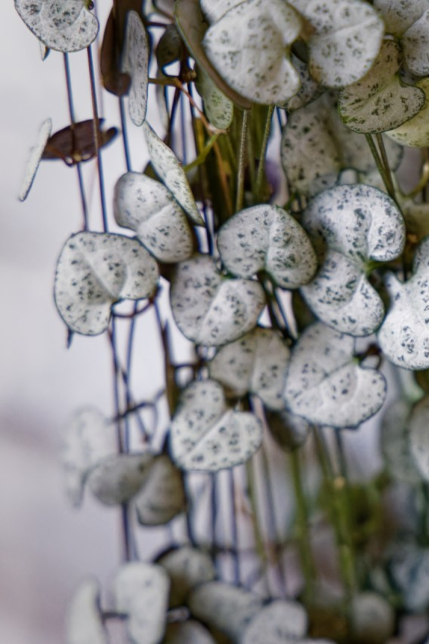 Ceropegia Woodii Variegata