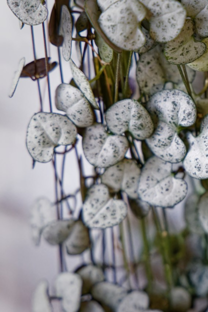 Ceropegia Woodii Variegata