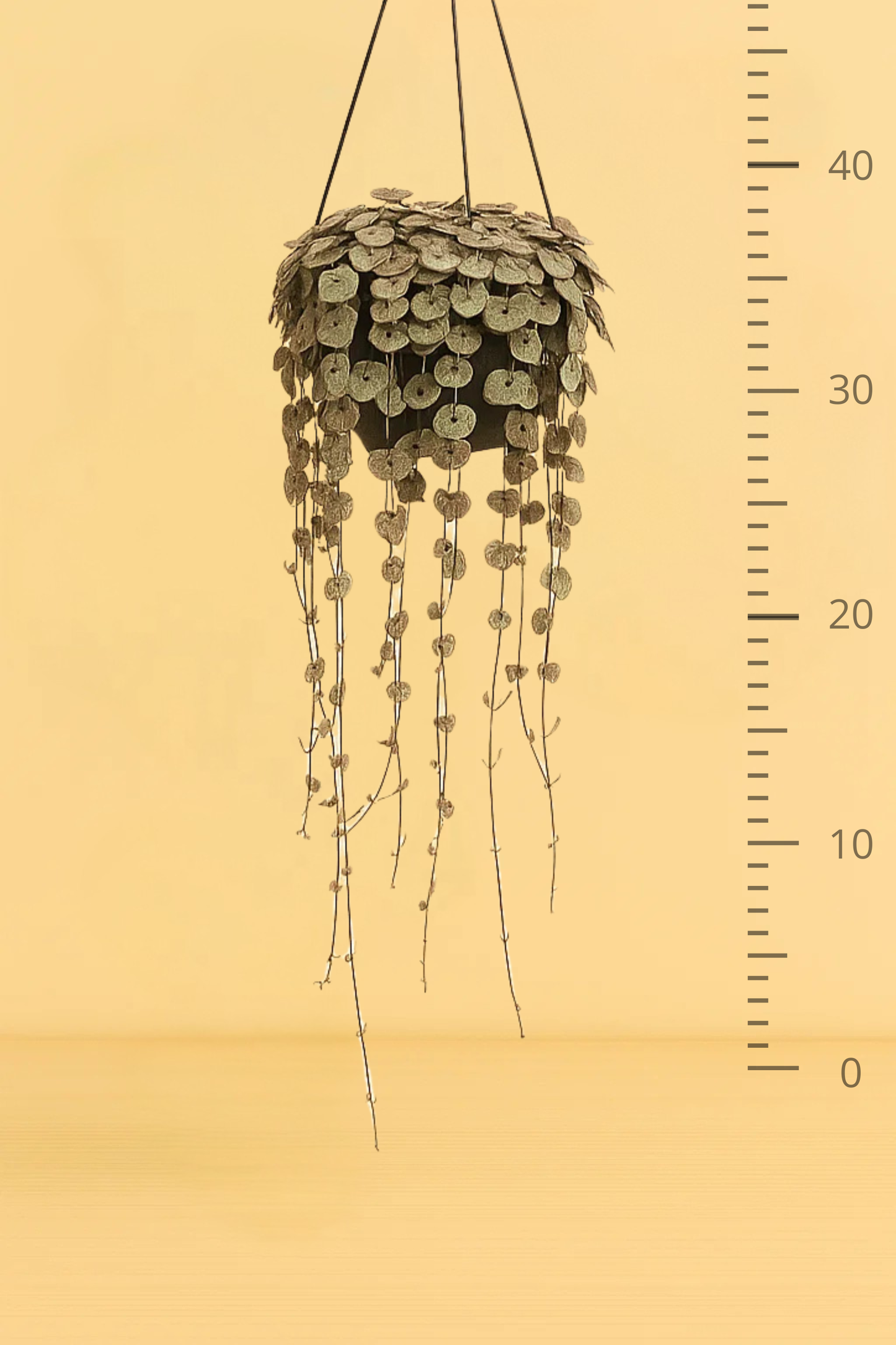 Ceropegia Woodii Variegata