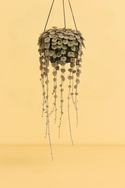 Ceropegia Woodii Variegata