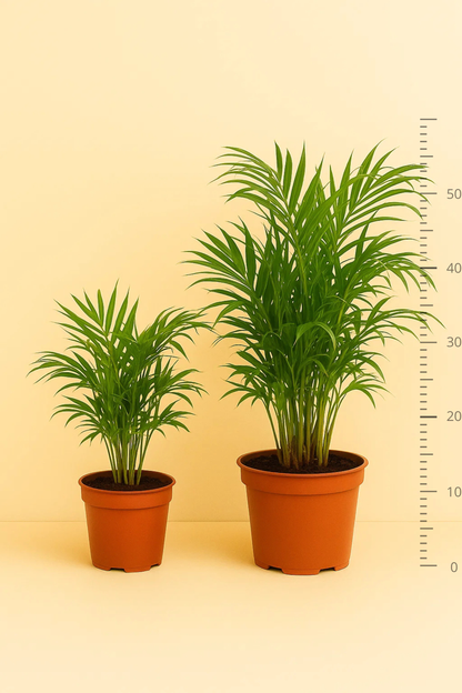 Chamaedorea Elegans