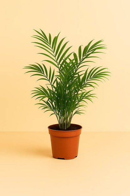 Chamaedorea Elegans