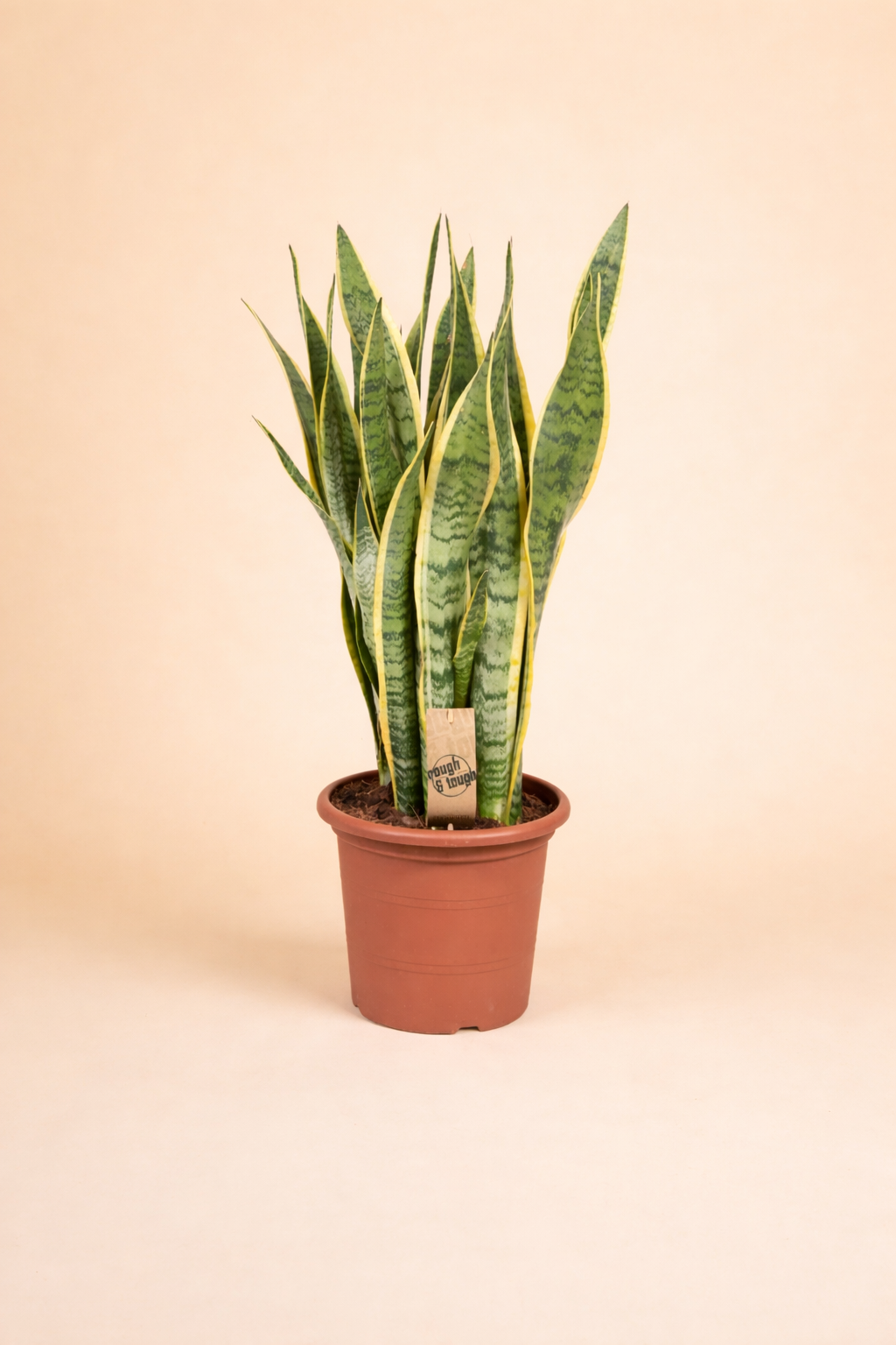 Sansevieria Trifasciata Laurentii