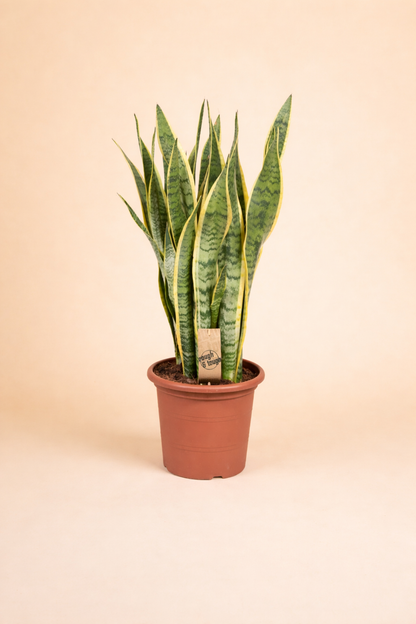 Sansevieria Trifasciata Laurentii