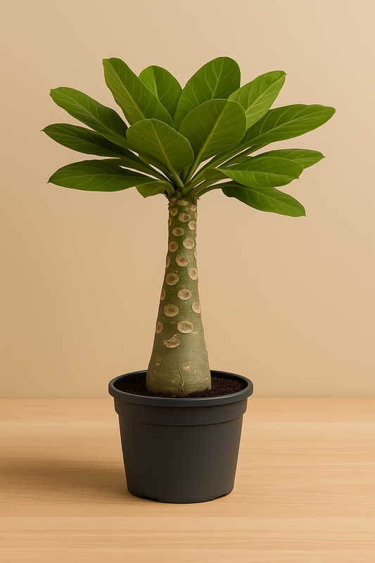 Birghamia Insignis