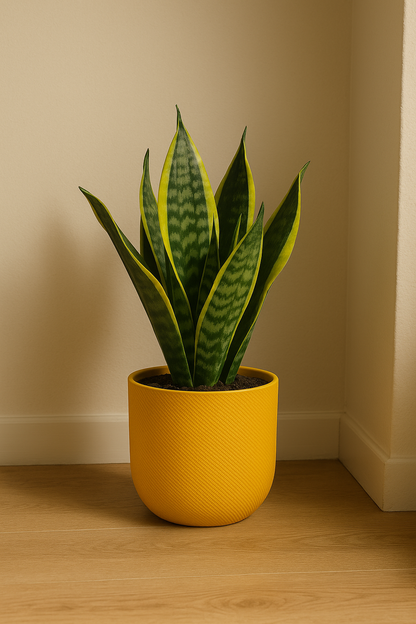 Sansevieria Futura Superba