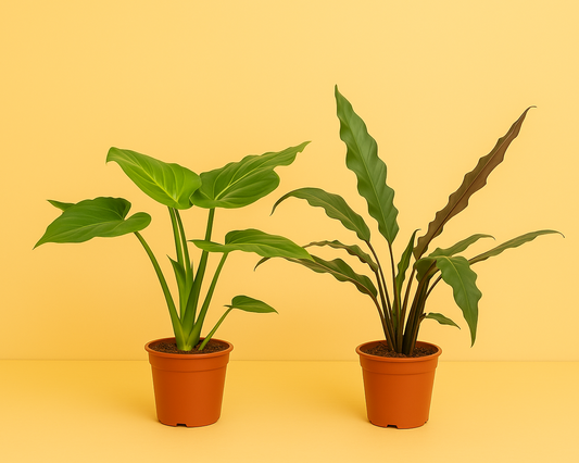 Alocasia Cucullata + Alocasia Lauterbachiana