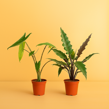 Alocasia Zebrina + Alocasia Lauterbachiana