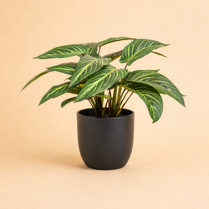Kunstplant  Calathea Zebrina + Zwarte Pot