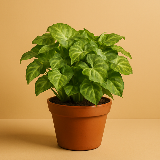 Syngonium Pixie