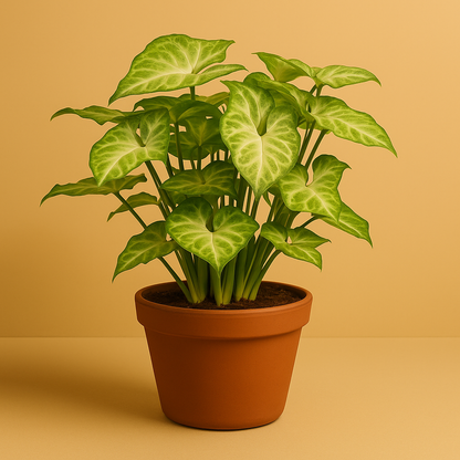 Syngonium Pixie