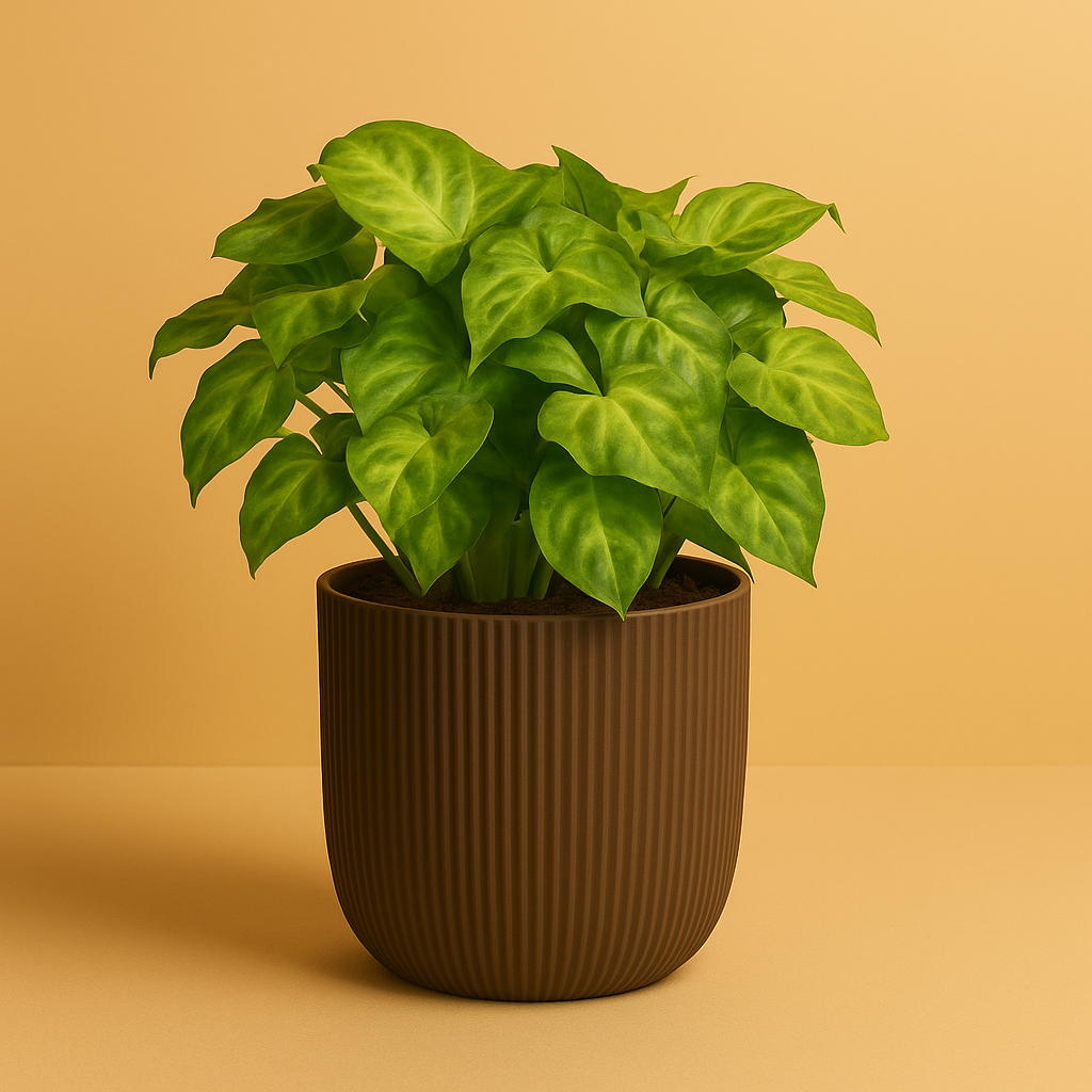 Syngonium Pixie
