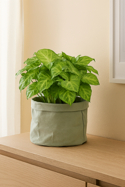 Syngonium Pixie