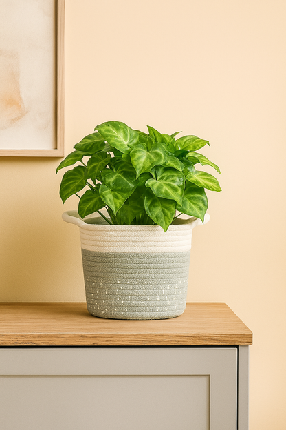 Syngonium Pixie