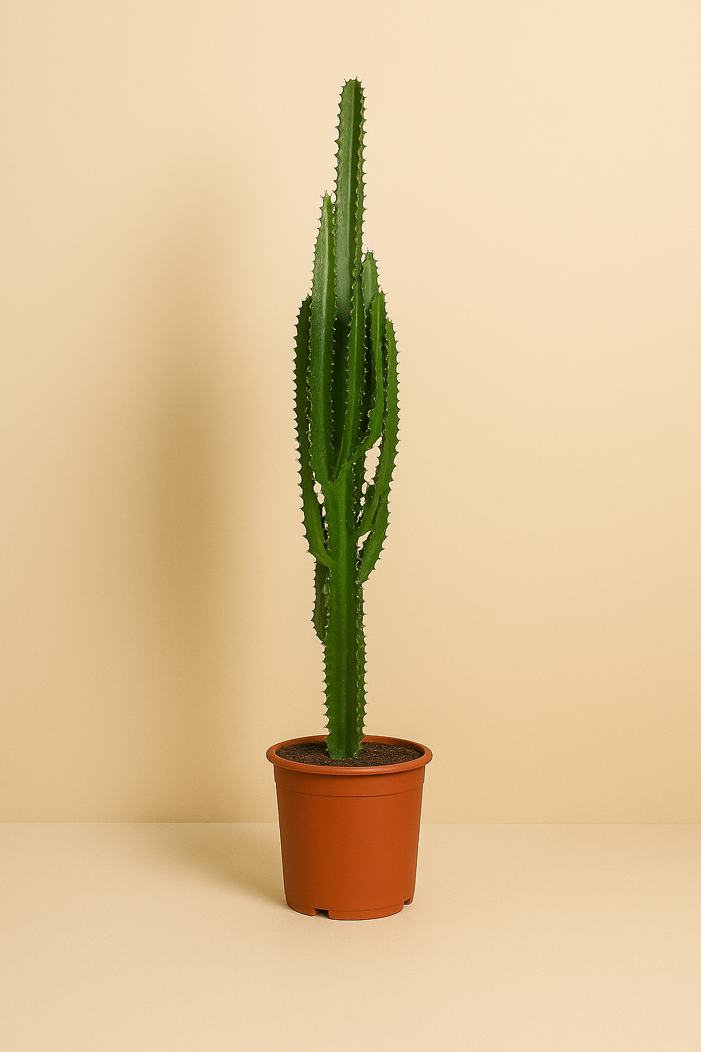 Euphorbia Trigona - Ø17cm - ↕70cm