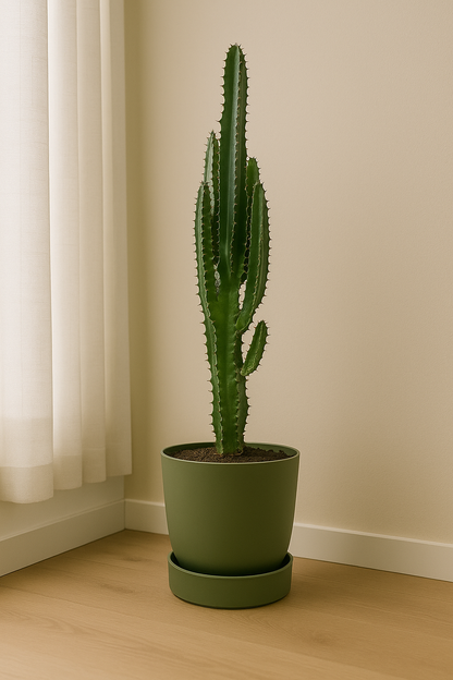 Euphorbia Trigona - Ø17cm - ↕70cm