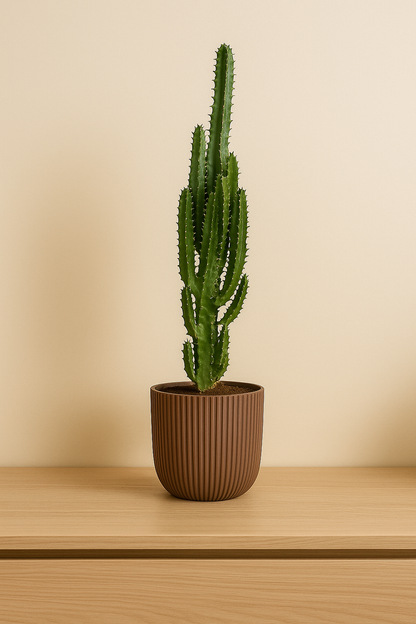 Euphorbia Trigona - Ø17cm - ↕70cm