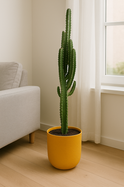 Euphorbia Trigona - Ø17cm - ↕70cm